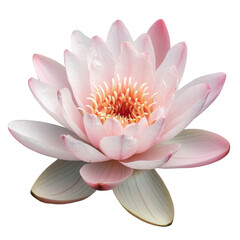 A pale pink water lily isolated on transparent background