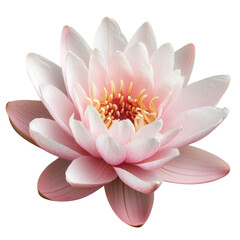 A pale pink water lily isolated on transparent background