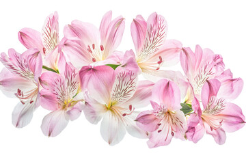 A cluster of pink and white alstroemeria flowers isolated on transparent background