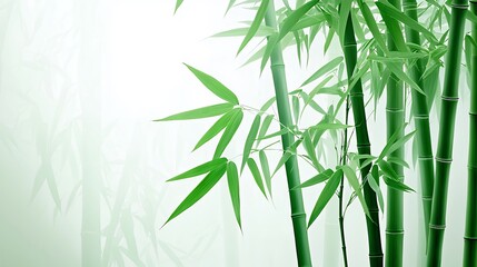 Fototapeta premium Lush Green Bamboo Forest in Soft Light Mist