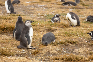 Penguins colony on the land. Magellanic penguin family with adult birds and baby chicks fauna wildlife in the ocean waters on Isla Magdalena island in the straight of Magellan, Punta Arenas, Chile.