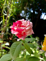 A bold and captivating striped rose in full bloom, its petals adorned with stunning streaks of contrasting colors. The intricate patterns and lush texture make this flower a true botanical wonder.