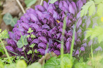 Purple Toothwort, Lathraea clandestine flowering, a parasitic plant