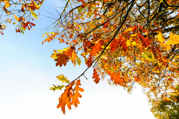 Landschaftsgarten Harrachpark im Herbst, Österreich, NIederöst