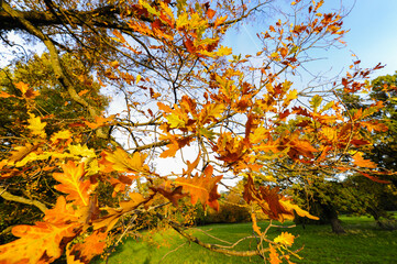 Landschaftsgarten Harrachpark im Herbst, Österreich, NIederöst