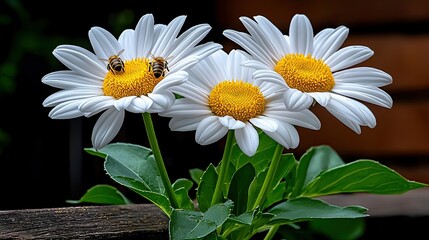 Obraz premium Three Daisies and Bees: A Close-Up Macro Photography of Nature's Beauty