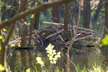 Beaver Den Built from Branches in Tranquil Woodland Pond