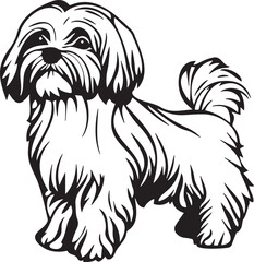 black and white maltese dog