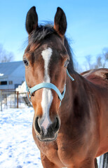Obraz premium portrait of a horse