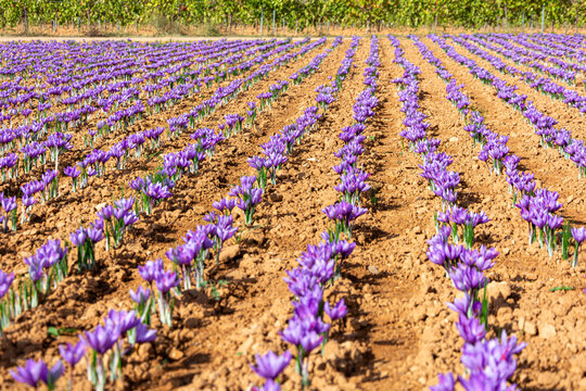 Beautiful saffron field in bloom