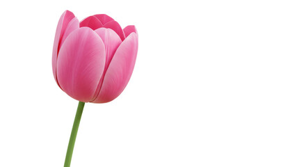Fototapeta premium A beautiful pink tulip is shown against a soft backdrop
