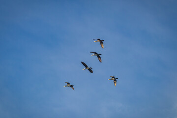 Cormorants in Flight Against Clear Blue Sky – Wild Birds in Motion Photography

