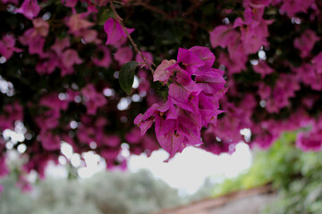 pink flowers in the garden