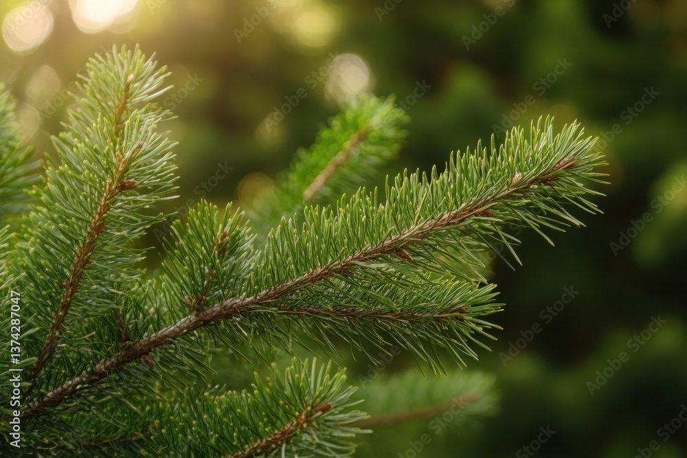 Aufkleber close up of vibrant green spruce branch with soft bokeh background capturing a serene natural scene 