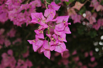 pink flowers in the garden