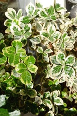 A lush display of variegated green leaves captures the sunlight filtering through a window.