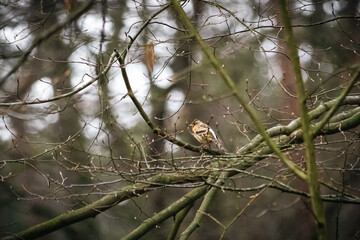 Small Bird Perched on Leafless Tree Branches in Winter Forest – Wildlife Nature Photography

