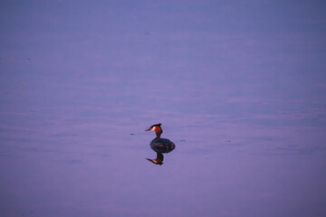 Solitary Great Crested Grebe Drifting on Softly Colored Evening Water