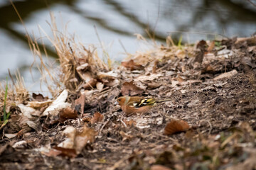 Wild Chaffinch on Leaf-Covered Forest Floor Near Water