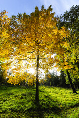 Landschaftsgarten Harrachpark im Herbst, Österreich, NIederöst