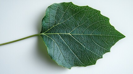 Fototapeta premium Green leaf detail
