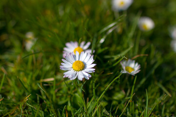 daisies in the garden - soft focus