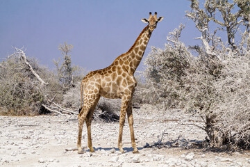 Fototapeta premium Giraffe in Etosha National Park - Namibia