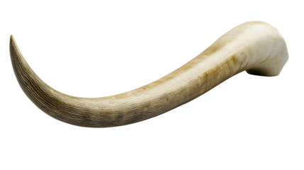A beautiful mammoth tusk from ancient times, from the Ice Age, a large mammoth tusk full of calcium, a big fossilized bone.