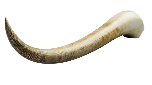 A beautiful mammoth tusk from ancient times, from the Ice Age, a large mammoth tusk full of calcium, a big fossilized bone.