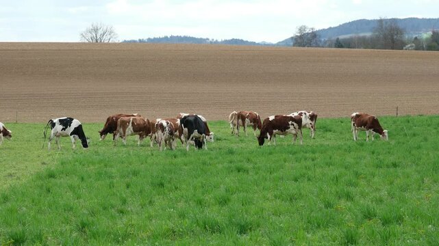 K&uuml;he essen frisches Gras auf der Weide im Fr&uuml;hling, ein noch kahler Acker im Hintergrund. Idyllische Schweizer Landschaft im M&auml;rz