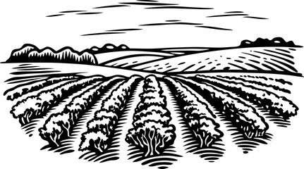 elegant vineyard landscape illustration depicting rows of grape vines in rustic countryside setting