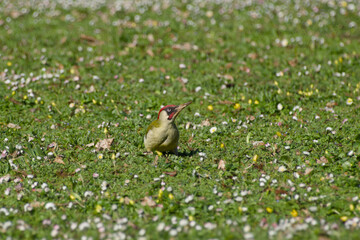 European green woodpecker is looking for food on the ground