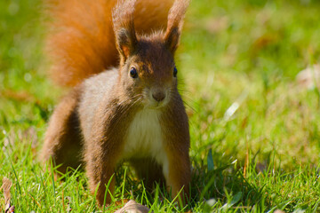curious cute red squirrel is standing on the green grass close-up