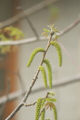 Walnut flower during spring 