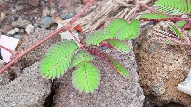 The Mimosa Pudica plant has several properties that can be used as a source of medicine because it contains alkaloids, glycosides, flavonoids and tannins.