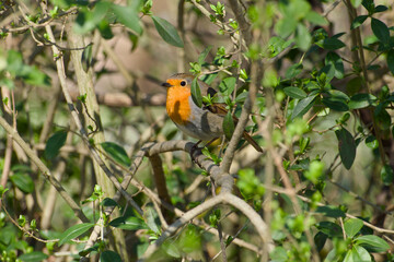 robin is perching on a twig of a bush