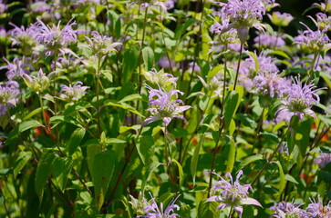 Closeup of a pink Wild Bergamot flower, Monarda fistulosa.