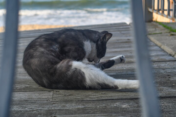 A street cat licks itself on a wooden floor outside. A cat washes itself on the embankment near the...