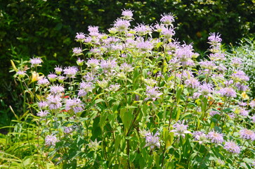 Closeup of a pink Wild Bergamot flower, Monarda fistulosa.