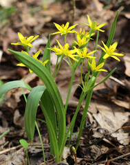Gagea lutea blooms in the wild in the woods