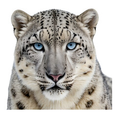 Fototapeta premium Snow Leopard with Intense Blue Eyes and Thick Fur