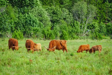 A picturesque scene featuring five Scottish Highland cattle, including two adorable calves, peacefully grazing in a lush green pasture that is beautifully surrounded by a vibrant forest.