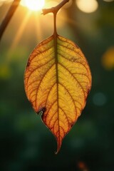 Obraz premium Golden Autumn Leaf Backlit by the Setting Sun's Rays, Hanging Delicately from a Twig