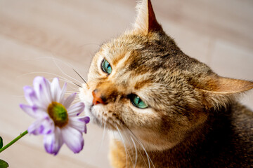 red bright beautiful cunning cat breed British Scottish color chinchilla sniffs flower chrysanthemum bud and enjoys, green-eyed cat