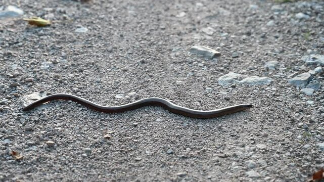 Common slow worm on the ground. Lizard in nature. Blindworm.