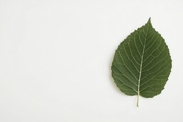 capture close-up photo of single leaf exhibiting rich textures and vivid green color placed on stark white background