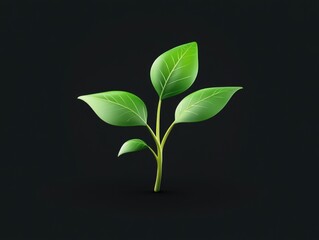 Green Plant Leaf in Black Background