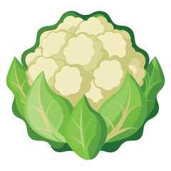 Print cauliflower vegetable vector isolated on white background