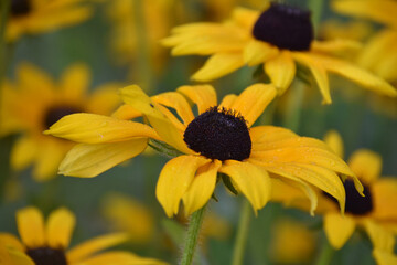 Garden Full of Black Eyed Susan Flowers