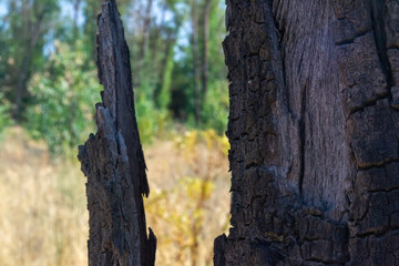 Close-up of a tree bark